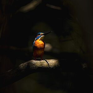 Common Kingfisher in natural spotlight