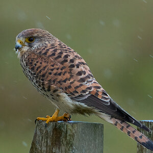 kestrel 2025 488.jpg