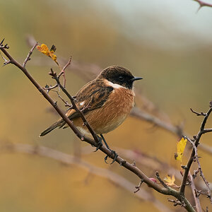 stonechat 2025 98.jpg