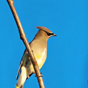 Cedar Waxwing Final.jpg