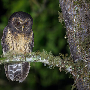 Mottled-Owl_DSC3658.jpg
