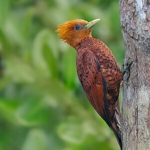 Chestnut-colored-Woodpecker.jpg