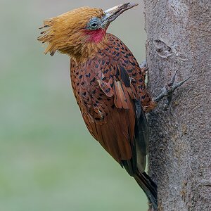 Chestnut-colored-Woodpecker-21857.jpg