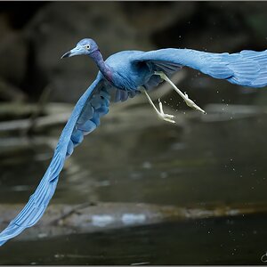 littleblueheron1.jpg
