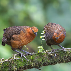 Chestnut-Wood-Quail_DSC5068-Edit.jpg