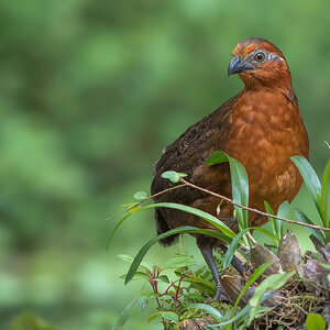 Chestnut-Wood-Quail_DSC5169-Edit.jpg