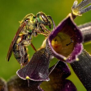 Golden Sweat Bee - Tyler Arboretum - 101042025 - 01 - DN.jpg
