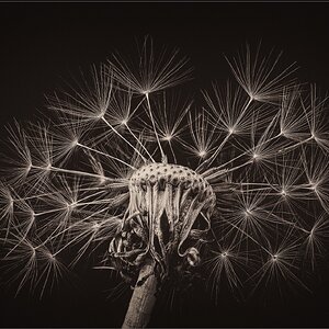 Mark Dunsford1_The Old Dandelion Clock20250911fb.jpg