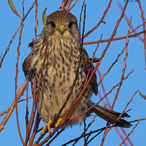 kestrel 2025 495.jpg