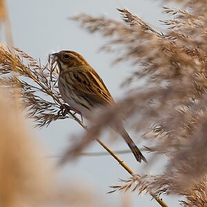 reed bunting 2025_62.jpg