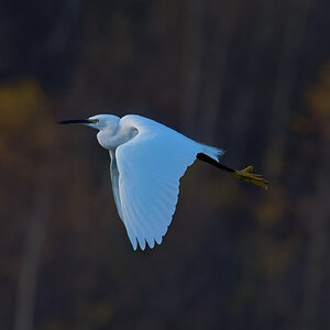 egret 2025 34.jpg