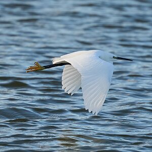 egret 2025 35.jpg