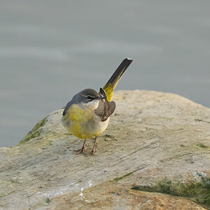 grey wagtail 2025_9.jpg