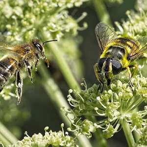 25A04829 bee hoverfly.jpg