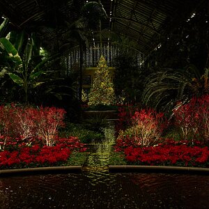 Tree - Longwood - 12032025 - 01.jpg