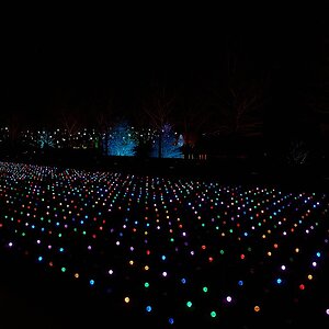 Lights - Longwood - 12032025 - 03.jpg