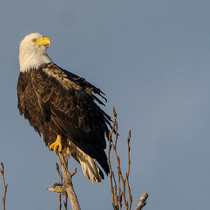 Bald-Eagle-0814-DxO_DeepPRIME-3.jpg
