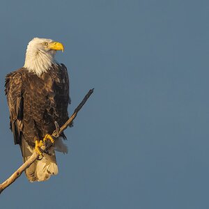 Bald-Eagle-0943-DxO_DeepPRIME-3.jpg