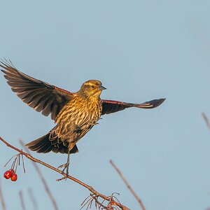 Red-winged-Blackbird-0501-Edit.jpg