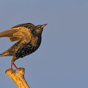 Starling-1715.jpg
