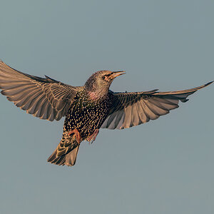 Starling-1718-DxO_DeepPRIME-XD2s-Edit.jpg
