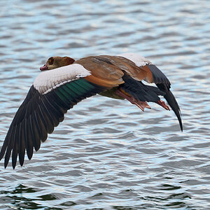 egyptian goose 2025 _1.jpg