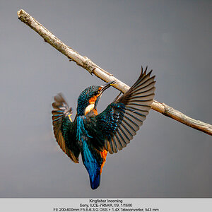 Kingfisher.jpg