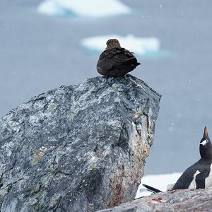 KJH01237-skua+gentoo.jpg