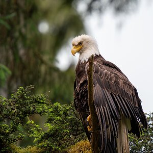 Bald Eagle Anan Observatory-Alaska.jpeg