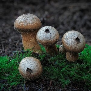 untitled (1 of 2).jpg