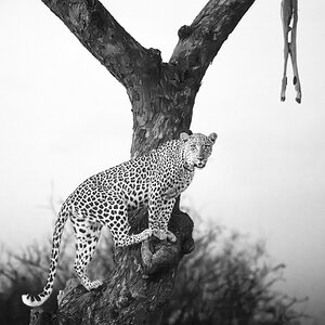 Leopard with Kill.jpg