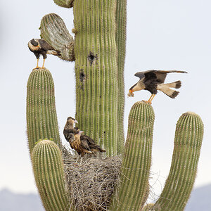 Family Provisions.jpg