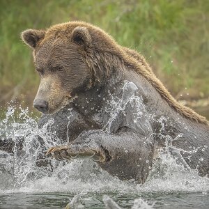 pouncing bear_DSC3831.jpg