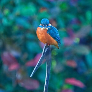 DSC03955 - Kingfisher.jpeg