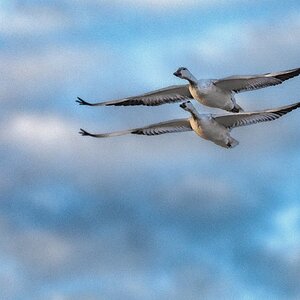 Sandhill Crane Couple at Bosque del Apache NWR-2.jpeg