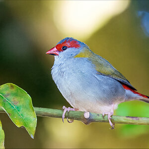 Red browed Finch 3-.jpg