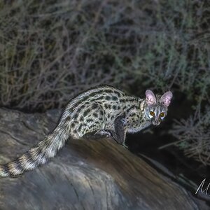 A1A05233-20251013-DxO_DeepPRIME XD2s-Edit-220251013fbWM.jpg