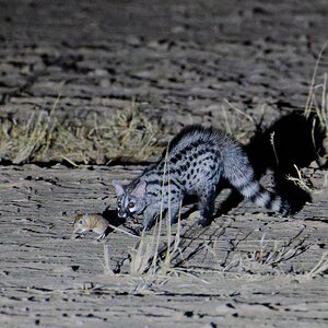 A1A01567-20251012-DxO_DeepPRIME XD2s-Edit-Edit20251012fbWM.jpg