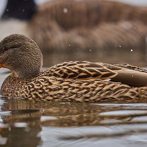 Mallard - Brandywine - 12142025 - 01 - DN.jpg