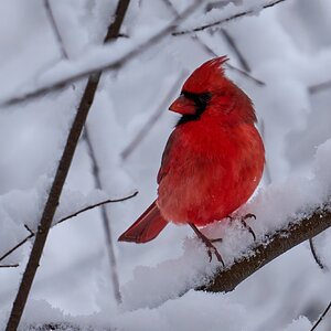 Northern Cardinal - Brandywine - 12142025 - 02 - DN.jpg