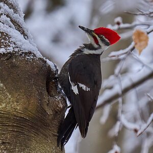 Pileated Woodpecker - Brandywine - 12142025 - 03 - DN.jpg