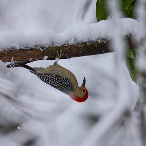Red-Bellied Woodpecker - Brandywine - 12142025 - 01 - DN.jpg