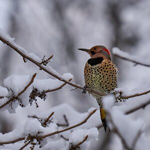 Northern Flicker - Brandywine - 12142025 - 01 - DN.jpg