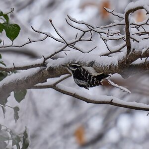 Hairy Woodpecker - Brandywine - 12142025 - 01 - DN.jpg