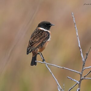 stonechat 2025 116.jpg