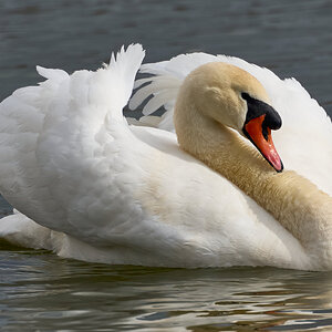swan 2025 23.jpg