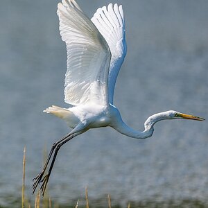 Gala takes off 7.jpeg