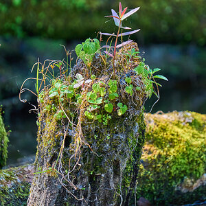 Plant - Palmyra Nature Cove - 09132025 - 01.jpg