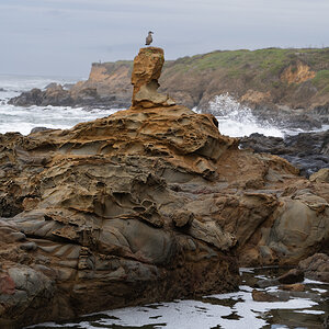 Pebble Beach-King for a Day