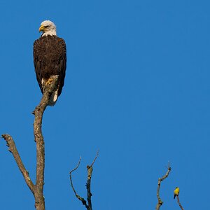 Bald Eagle - BCSP TB - 08032025 - 02 - DN.jpg